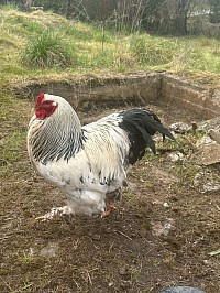 Le coq de la base cour