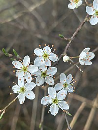 Le printemps