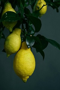Les citrons