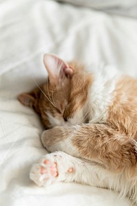 Bon sommeil