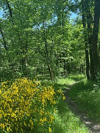 Chemin nature