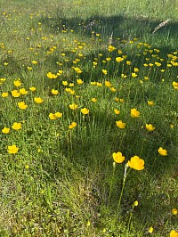 Fleurs