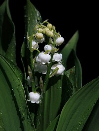 Muguet