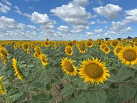 Champ de tournesols