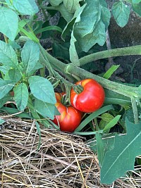 Tomates