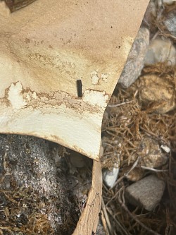 Teintures végétales au thé du Labrador