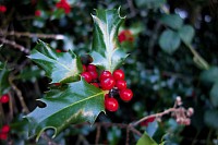 Bouquet de houx